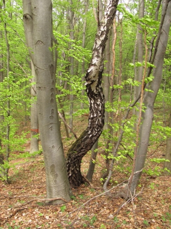 Zdjęcie ze Słowacji - Zadielska Planina.
