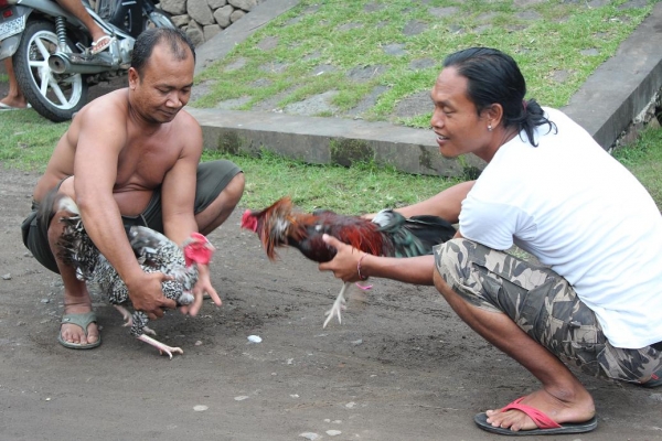 Zdjęcie z Indonezji - Walka kogutów-