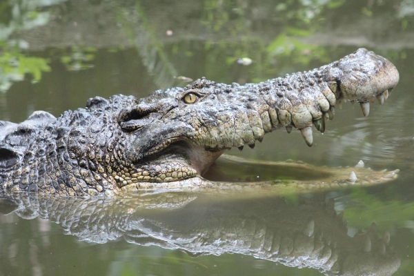 Zdjęcie z Indonezji - krokodyl w uśmiechu