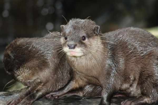 Zdjęcie z Indonezji - OTTER