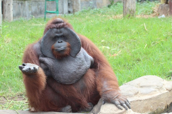 Zdjęcie z Indonezji - JACKY-