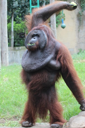 Zdjęcie z Indonezji - zamach na ludzi-