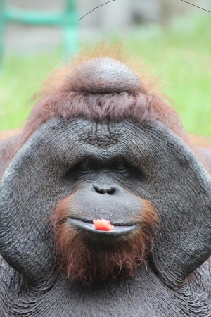 Zdjęcie z Indonezji - na zakończenie