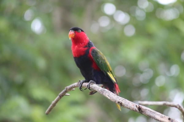 Zdjęcie z Indonezji - 