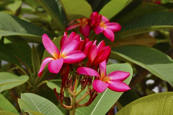 Zdjęcie z Tajlandii - Frangipani