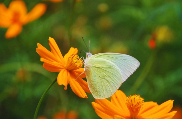 Zdjęcie z Tajlandii - Fauna i flora