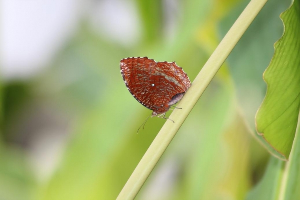 Zdjęcie z Indonezji - Balijski motylek