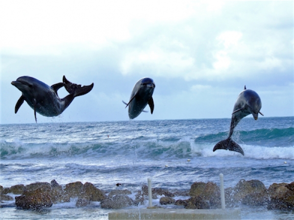 Zdjęcie z Jamajki - Dolphin Cove