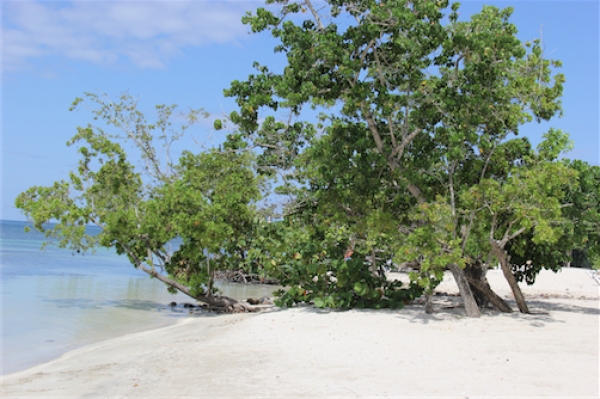Zdjęcie z Jamajki - Negril