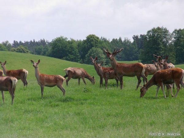 Zdjęcie z Polski - Kadziłowo