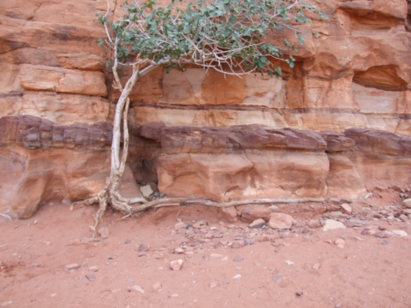 Zdjęcie z Izraelu - Wadi Rum