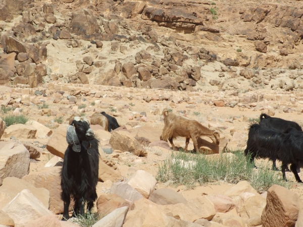 Zdjęcie z Izraelu - Wadi Rum