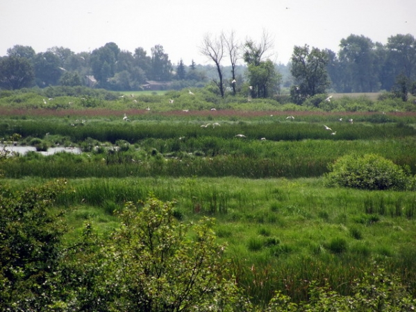 Zdjęcie z Polski - Bagno Bubnów.