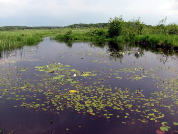 Zdjęcie z Polski - Bagno Bubnów.