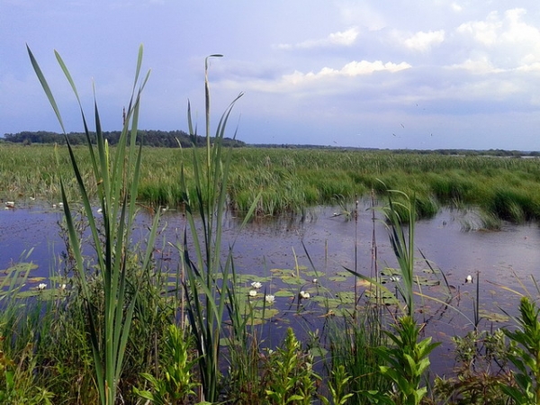 Zdjęcie z Polski - Bagno Bubnów.
