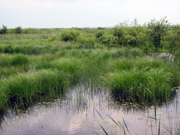Zdjęcie z Polski - Bagno Bubnów.