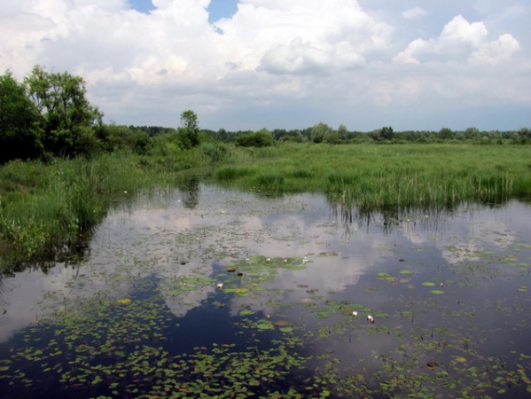 Zdjęcie z Polski - Bagno Bubnów.