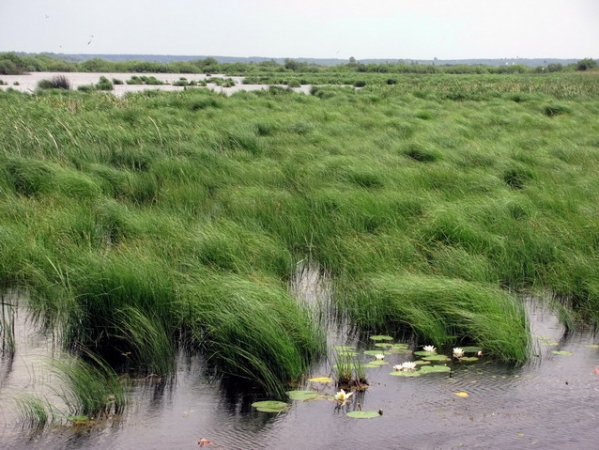 Zdjęcie z Polski - Bagno Bubnów.