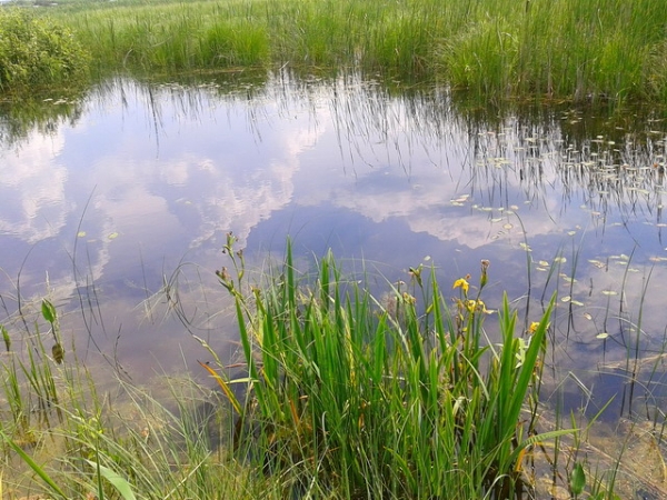 Zdjęcie z Polski - Bagno Bubnów.