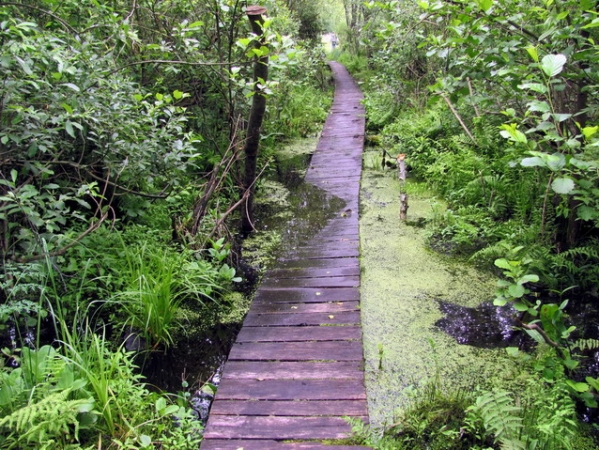 Zdjęcie z Polski - Ścieżka "Spławy".