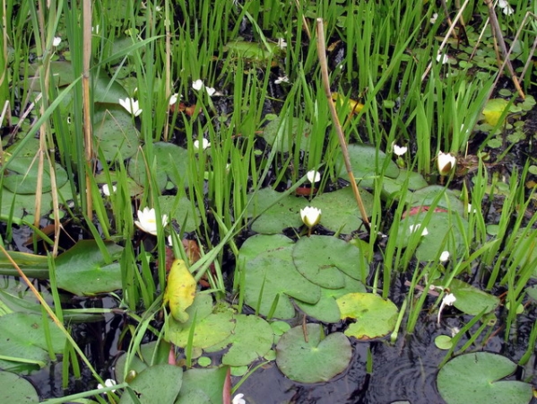 Zdjęcie z Polski - Jezioro Łukie.
