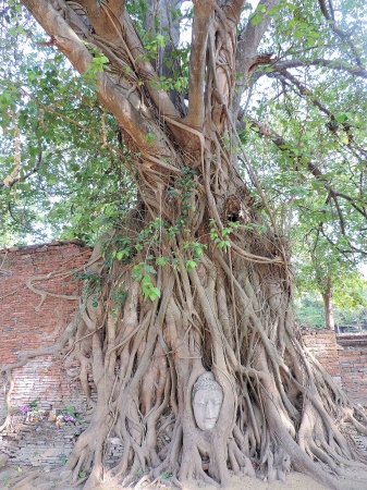 Zdjęcie z Tajlandii - Ayutthaya.