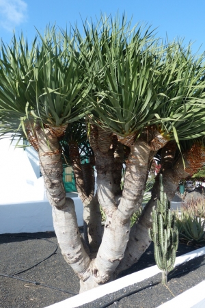 Zdjęcie z Hiszpanii - Costa Teguise