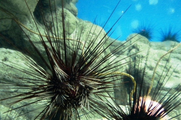 Zdjęcie z Hiszpanii - C. Teguise - Aquarium