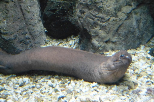 Zdjęcie z Hiszpanii - C. Teguise - Aquarium