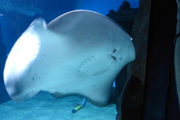 Zdjęcie z Hiszpanii - C. Teguise - Aquarium