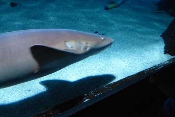 Zdjęcie z Hiszpanii - C. Teguise - Aquarium