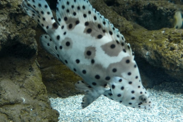 Zdjęcie z Hiszpanii - C. Teguise - Aquarium