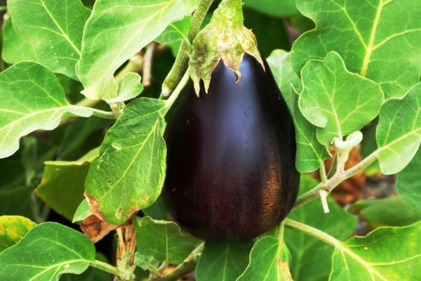 Zdjęcie z Hiszpanii - na plantacji aloesów
