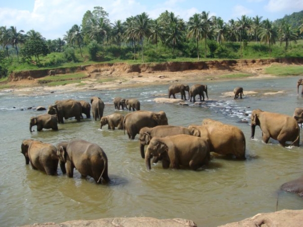 Zdjęcie ze Sri Lanki - Pinawella