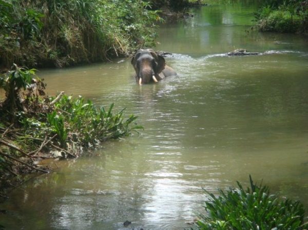 Zdjęcie ze Sri Lanki - 