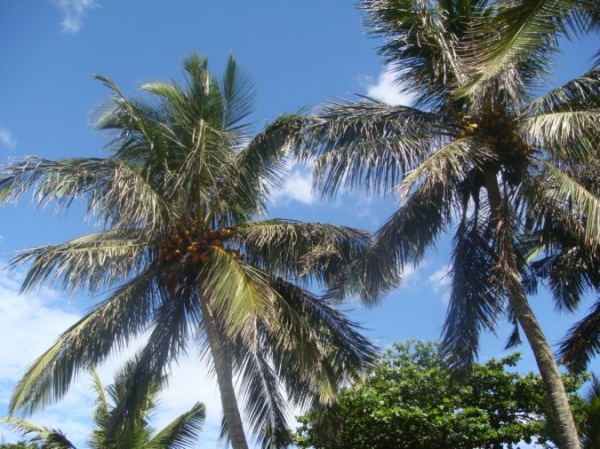 Zdjęcie ze Sri Lanki - 