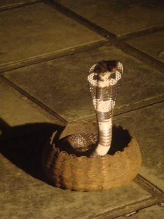 Zdjęcie ze Sri Lanki - Cobra