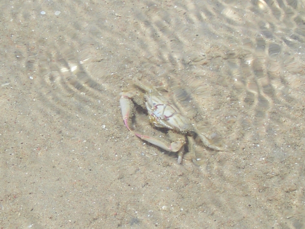 Zdjęcie z Egiptu - krabik na plaży