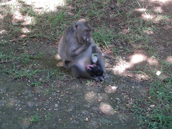 Zdjęcie z Indonezji - 