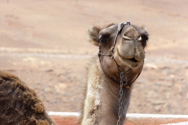 Zdjęcie z Hiszpanii - jest i camel:)
