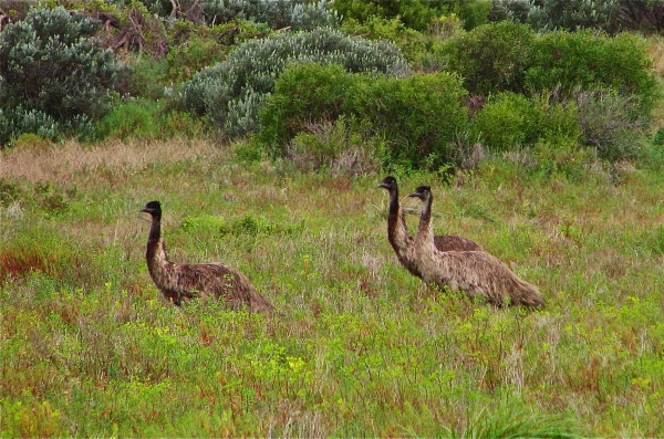 Zdjęcie z Australii - Emu w Coorong