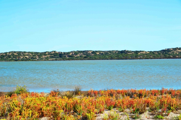 Zdjęcie z Australii - Coorong National Park