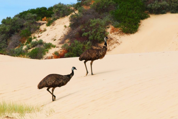 Zdjęcie z Australii - Emu na wydmach Coorong