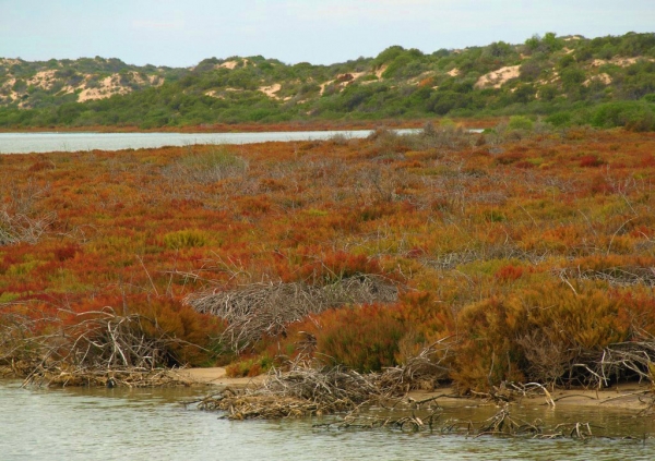 Zdjęcie z Australii - Coorong National Park