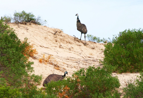 Zdjęcie z Australii - Coorong National Park