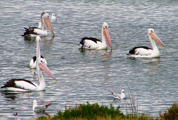 Zdjęcie z Australii - Na jeziorze Lake Albert