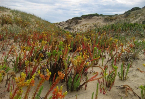 Zdjęcie z Australii - Wydmy Coorong