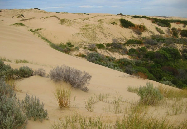 Zdjęcie z Australii - Wydmy Coorong