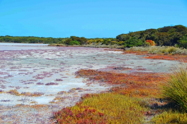 Zdjęcie z Australii - Sololubma roslinnosc