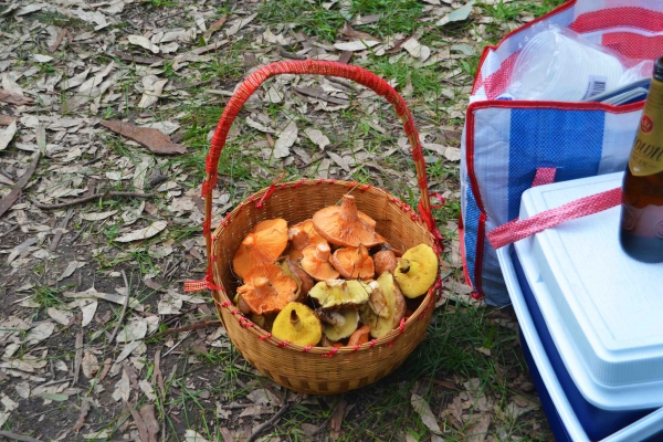 Zdjęcie z Australii - Maslaczki i rydze
